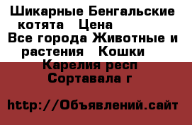 Шикарные Бенгальские котята › Цена ­ 25 000 - Все города Животные и растения » Кошки   . Карелия респ.,Сортавала г.